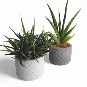 Zoppy | Blumentopf Ø=10cm aus Beton